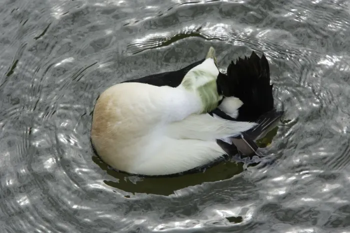 Framed Print : Eider - Male water-proofing feathers with tail gland Northumberland coast, England
