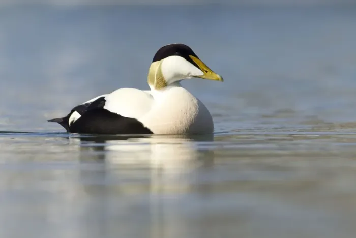 Framed Print : Eider - swimming along shoreline in early morning sunshine - March - Bamburgh - England