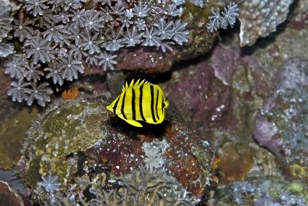 Eight-banded Butterflyfish - yellow version - feeds exclusively on coral polyps - Papua New Guinea