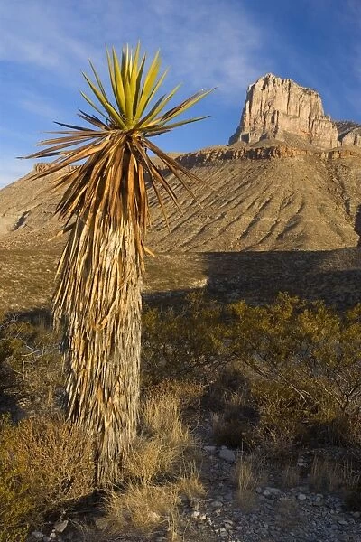 El Capitan - El Capitan's limestone promontory and a big yucca early in the morning - Guadalupe Mountains National Park, Texas, USA