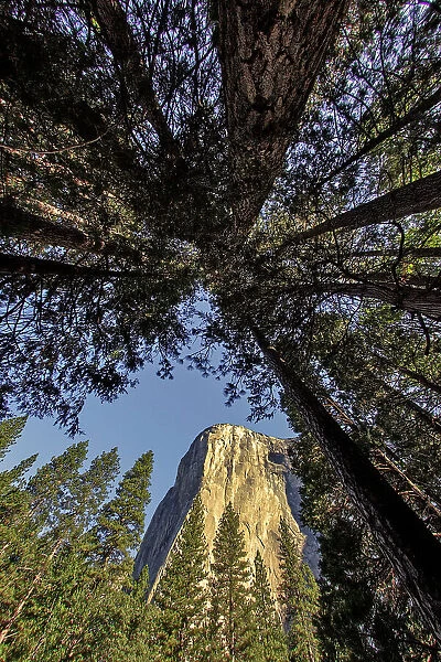 El Capitan through pine trees, Yosemite National Park, California Date: 26-07-2011