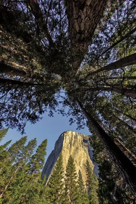 Framed Print : El Capitan through pine trees, Yosemite National Park, California Date: 26-07-2011 Framed Print : El Capitan through pine trees, Yosemite National Park, California Date: 26-07-2011