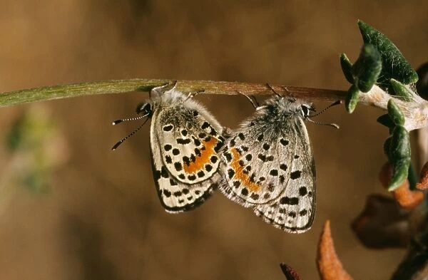 El Segundo Blue Butterfly - pair mating