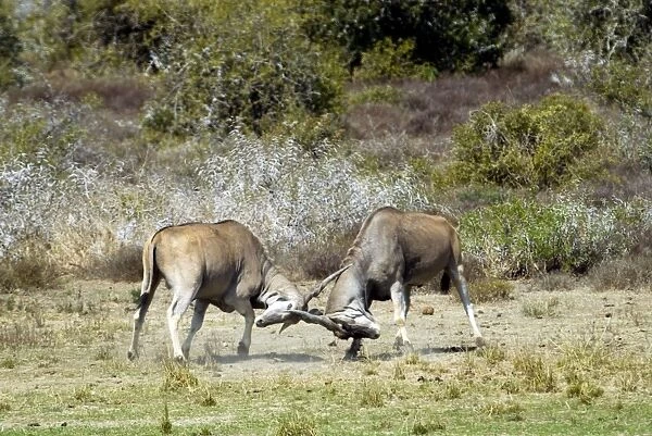 Eland - bulls fights - antlers entangled. Andries Vosloo Kudu Reserve - nr Grahamstown - Eastern Cape - South Africa. (latin also Taurotragus oryx)