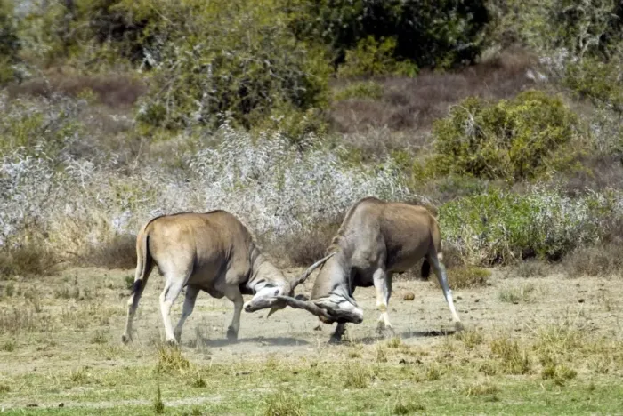Framed Print : Eland - bulls fights - antlers entangled. Andries Vosloo Kudu Reserve - nr Grahamstown - Eastern Cape - South Africa. (latin also Taurotragus oryx) Framed Print : Eland - bulls fights - antlers entangled. Andries Vosloo Kudu Reserve - nr Grahamstown - Eastern Cape - South Africa. (latin also Taurotragus oryx)