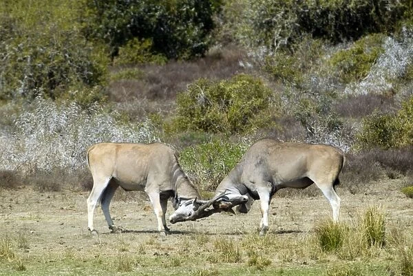 Eland - bulls fights - horn tangling. Andries Vosloo Kudu Reserve - nr Grahamstown - Eastern Cape - South Africa. (latin also Taurotragus oryx)