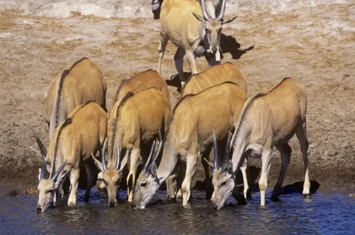 Framed Print : Eland - part of drinking herd Etosha National Park, Namibia, Africa Framed Print : Eland - part of drinking herd Etosha National Park, Namibia, Africa