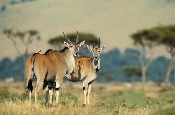 Eland FL 2131 Maasai Mara National Park, Kenya Taurotragus oryx © Ferrero-Labat  /  ARDEA LONDON