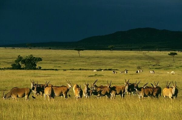 Eland - herd in savanna landscape in pre-storm light - Zebra in the distance Masai Mara National Reserve Kenya JFL17475