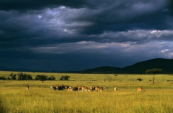 Eland - herd in savanna landscape in pre-storm light - Zebra in the distance Masai Mara National Reserve Kenya JFL17474
