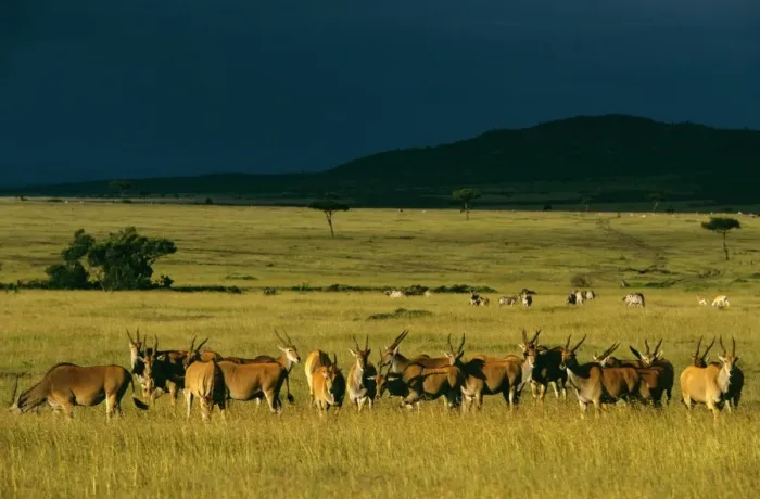 Framed Print : Eland - herd in savanna landscape in pre-storm light - Zebra in the distance Masai Mara National Reserve Kenya JFL17475