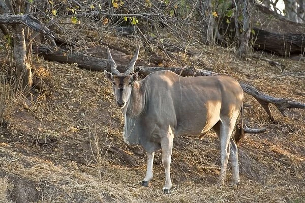 Eland - standing on bank of dry river - Mashatu Game Reserve - Botswana