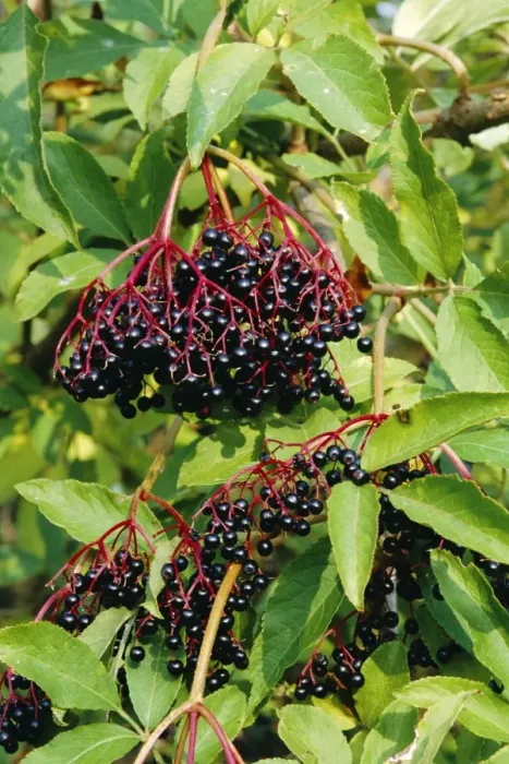 Framed Print : Elder Berries Framed Print : Elder Berries