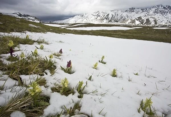 Elder-flowered Orchids pushing through late snow