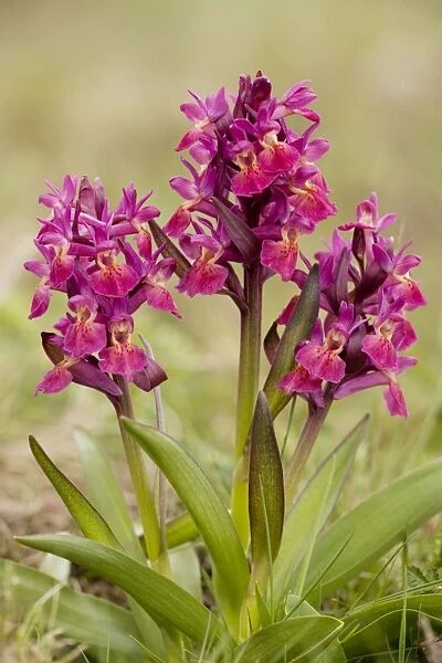 Elder-flowered orchids, red form (Dactylorhiza sambucina). Sweden