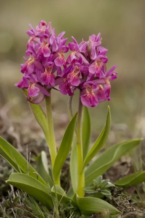 Framed Print : Elder-flowered orchids, red form (Dactylorhiza sambucina). Sweden Framed Print : Elder-flowered orchids, red form (Dactylorhiza sambucina). Sweden