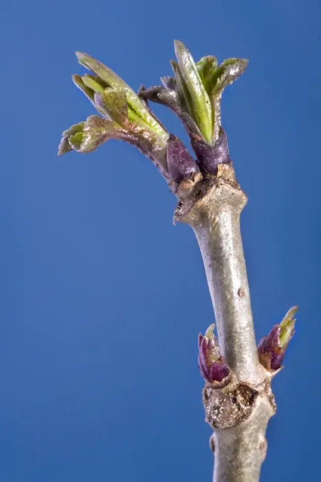 Framed Print : Elder Tree - bud Framed Print : Elder Tree - bud