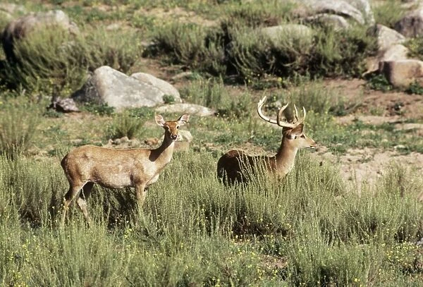 Eld's Deer  / Brow-antlered Deer  /  Thamin - male