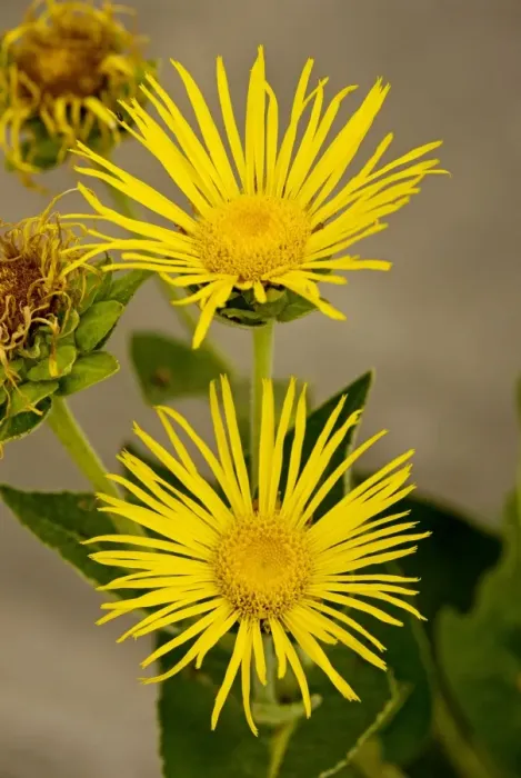 Framed Print : Elecampane / Horse-heal ; commonly naturalised medicinal plant. Dorset Framed Print : Elecampane / Horse-heal ; commonly naturalised medicinal plant. Dorset