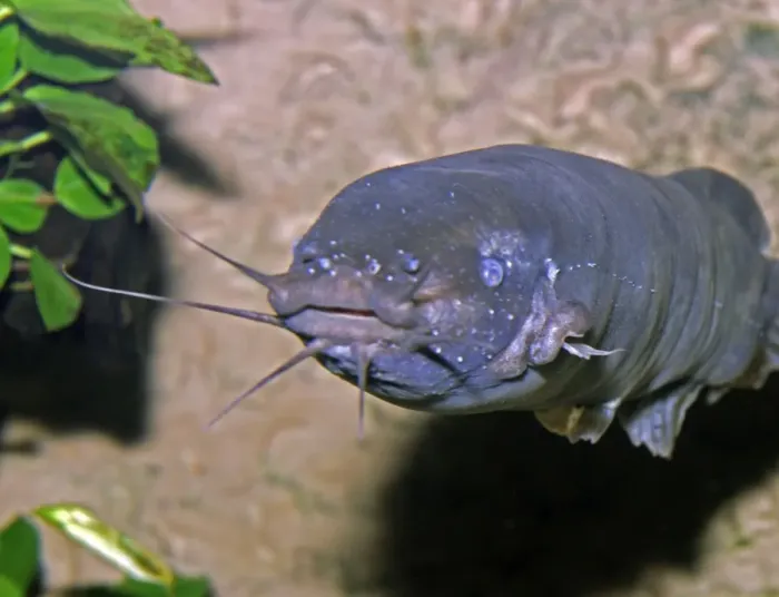 Framed Print : Electric Catfish Framed Print : Electric Catfish