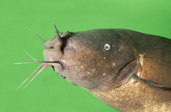 Electric Catfish - showing barbels