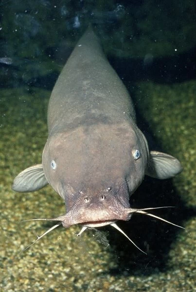 Electric Catfish - showing barbels around mouth