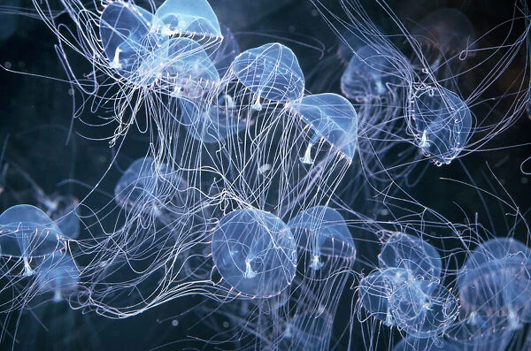 Elegant Hydromedusa Jellyfish Coastal waters, Pacific-Atlantic