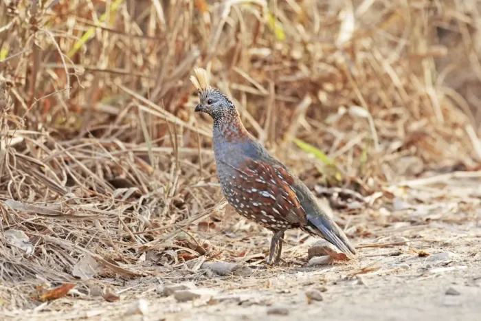 Framed Print : Elegant Quail. Quail of arid scrublands in western Mexico. In April Framed Print : Elegant Quail. Quail of arid scrublands in western Mexico. In April