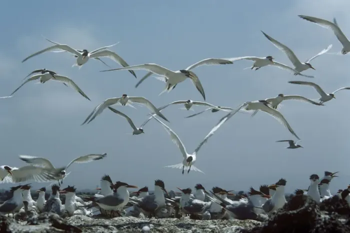 Framed Print : Elegant Terns - flock returning to nests Framed Print : Elegant Terns - flock returning to nests