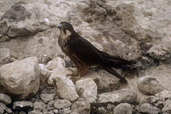 Eleonora's Falcon - at nest with eggs
