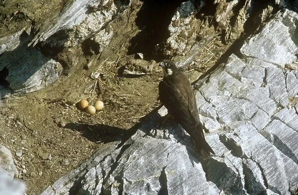 Eleonora's Falcon - at nest with eggs