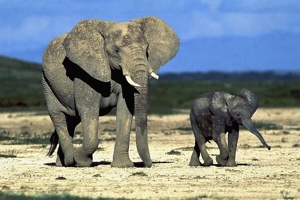 Elephant & calf. Aboseli National Park - Kenya - Africa