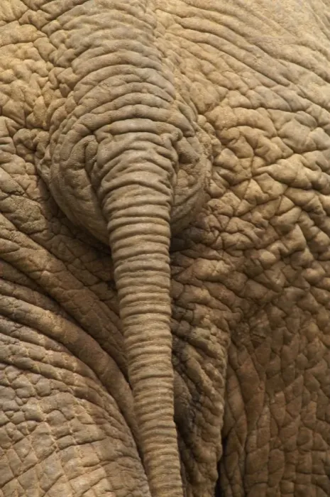 Framed Print : Elephant - Close up rear view of African Elephant showing closely spaced tail rings and skin texture, Addo Elephant National Park, Eastern Cape, South Africa Framed Print : Elephant - Close up rear view of African Elephant showing closely spaced tail rings and skin texture, Addo Elephant National Park, Eastern Cape, South Africa