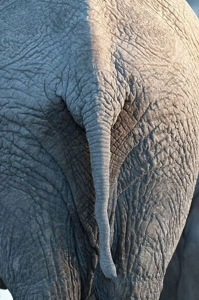 Elephant - close up of tail - Etosha National Park - Namibia