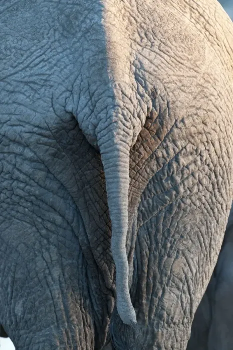 Framed Print : Elephant - close up of tail - Etosha National Park - Namibia Framed Print : Elephant - close up of tail - Etosha National Park - Namibia