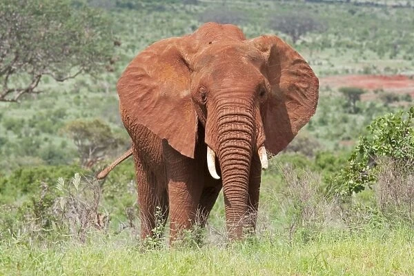 Elephant - Covered in red Tsavo dust - Tsavo East National Park Kenya