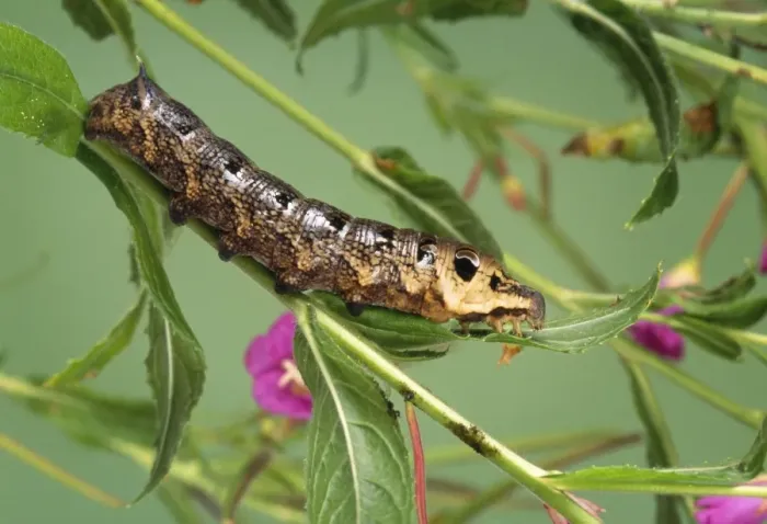 Framed Print : Elephant Hawk-moth Caterpillar Framed Print : Elephant Hawk-moth Caterpillar
