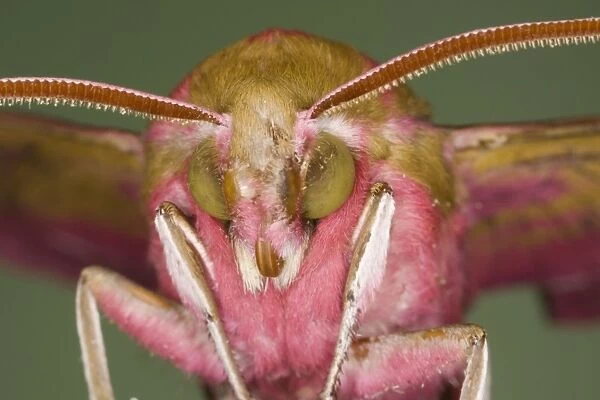 Elephant Hawk Moth - Essex - UK IN000937