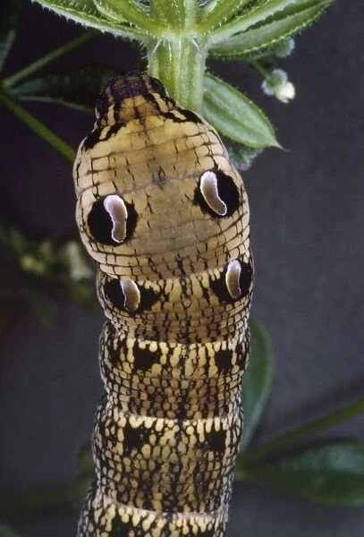 Elephant Hawk Moth - Larva