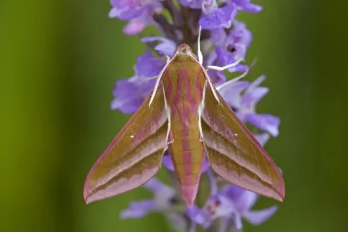 Framed Print : Elephant Hawkmoth - Cornwall - UK Framed Print : Elephant Hawkmoth - Cornwall - UK
