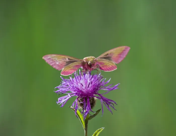 Framed Print : Elephant Hawkmoth - in flight on flower Bedfordshire UK 005776 Framed Print : Elephant Hawkmoth - in flight on flower Bedfordshire UK 005776