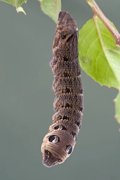 Elephant Hawkmoth Larva - Cornwall - UK