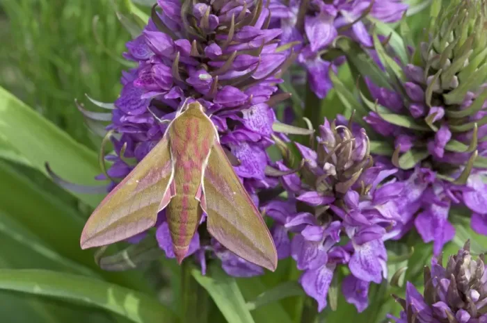 Framed Print : Elephant Hawkmoth - on southern marsh orchid - Lincolnshire - England Framed Print : Elephant Hawkmoth - on southern marsh orchid - Lincolnshire - England