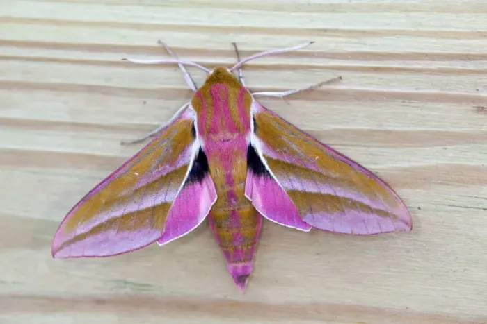 Framed Print : Elephant Hawkmoth - UK Framed Print : Elephant Hawkmoth - UK
