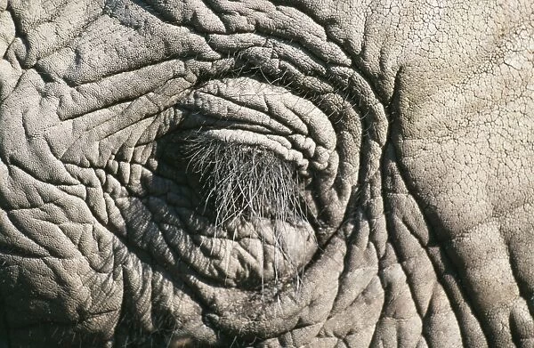 Elephant HAY 164 Close-up of closed eye - Botswana, Africa Loxodonta africana © Hayden Oake  /  ARDEA LONDON