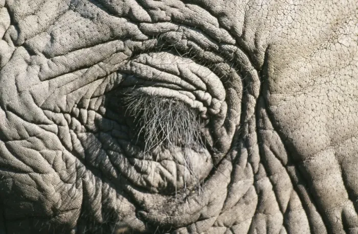Framed Print : Elephant HAY 164 Close-up of closed eye - Botswana, Africa Loxodonta africana © Hayden Oake / ARDEA LONDON Framed Print : Elephant HAY 164 Close-up of closed eye - Botswana, Africa Loxodonta africana © Hayden Oake / ARDEA LONDON