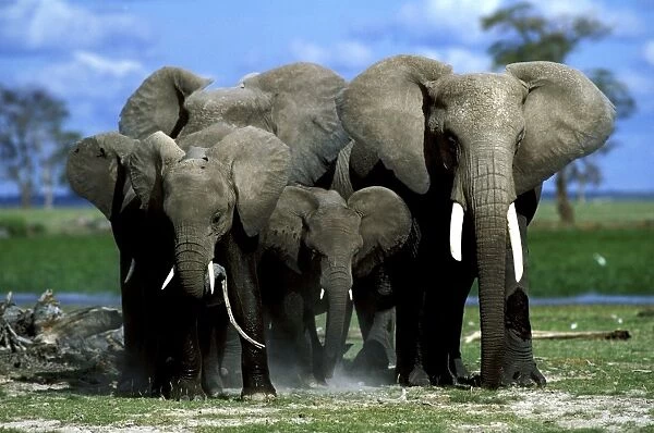 Elephant herd. Aboseli National Park - Kenya - Africa