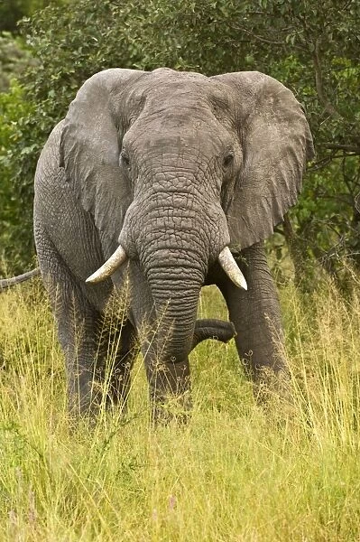 Elephant - From front - Okavango - Botswana