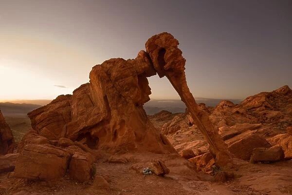 Elephant Rock rock formation - sunrise - Valley of Fire State Park - Nevada - USA