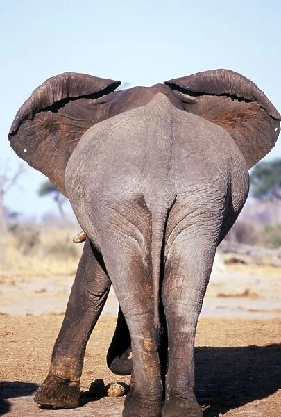 Elephant - showing cooling veins behind ears